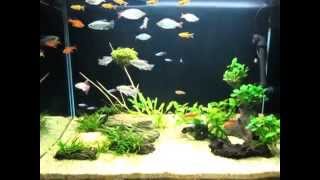 30quot Planted Tank w Cardinal Rainbow Congo Serpae Silvertip Rummynose Cherry Siam Ruby [upl. by Atinar]