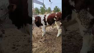 Cattle management Cattle price trend forecast Bull market analysis 352 [upl. by Anilek453]