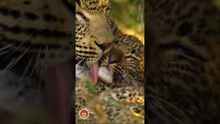 Leopard Kisses A Moment of Pure Love [upl. by Verneuil]