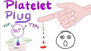 Platelet Plug  Primary Hemostasis  Platelet Adhesion amp Aggregation  How The Clot Forms [upl. by Enitnatsnoc]