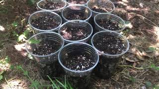 How to grow Japanese Maple Tree Purple Ghost [upl. by Olra850]