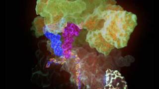 Bacterial ribosome translating RNA into protein [upl. by Abernon586]