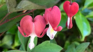 How to Plant and Grow The Bleeding Heart Plant  Lamprocapnos spectabilis Dicentra spectabilis [upl. by Ayimat934]