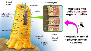 Phylum Porifera Sponges [upl. by Seve]