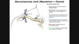 The Sternoclavicular SC Joint  Anatomy and Function [upl. by Anayad367]