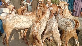 Hasilpur bakra Mandi latest update makhi cheeni bakra Mandi pakistan 03086171529 [upl. by Swartz]