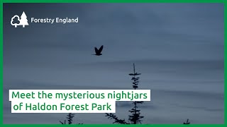 Meet the mysterious nightjars of Haldon Forest Park [upl. by Fabrienne]