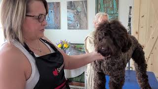 How to groom the Australian Labradoodle head the Big Rock Way [upl. by Meeker105]