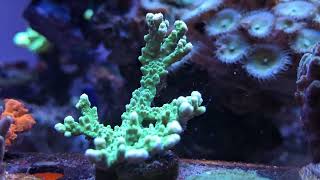 3 of 20 frags of this True Green Elkhorn Montipora Coral spread between three frag racks [upl. by Acirej]