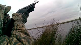 Anahuac 010222 3 Gadwall approach [upl. by Okiman]