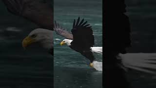 quotSky Hunter  Bald Eagles Air Strike on Fish and Eaten MidFlightquot shorts shortfeed trending [upl. by Adriel]