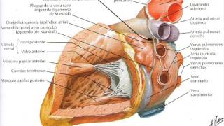 Anatomía cardíaca para Enfermería [upl. by Irelav61]