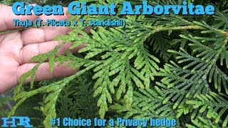 GREEN GIANT Arborvitae  Fast growing  up to 60 feet tall in less then 10 years [upl. by Bettye]