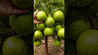 Successfully Growing Guava Trees from Cuttings Tips amp Tricks garden guavacuttings growguavatree [upl. by Salvidor]