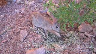 Moving Day  Cottontail Rabbits Leave the Nest [upl. by Sothena]