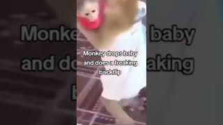 monkey drops baby and does a freaking backflip [upl. by Maisey]