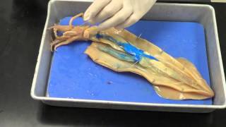 Squid dissection [upl. by Robinett]