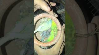 Budgies parrot sale kardiay 🕊😍trending pigeon israrkazoo bird fypシ゚viral [upl. by Ulah]