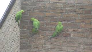 Vroege Vogels  Halsbandparkieten tegen de muur [upl. by Henryson69]