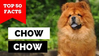 99 of Chow Chow Owners Dont Know This [upl. by Starling]