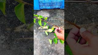 Tips For Bougainvillea Cutting Grow  How To Grow Bougainvillea Cutting shortvideo shorts garden [upl. by Wayne]