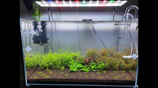 Planted Aquarium Setup With Aquario Neo [upl. by Lesoj]