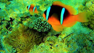 Sebae anemone Heteractis crispa and Red Sea Clownfish Amphiprion bicinctus [upl. by Hasseman]