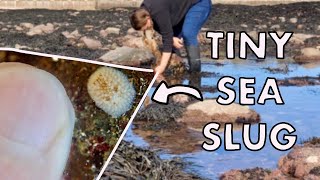 Rockpooling For Sea Slugs aka Nudibranchs Intertidal Zone Part 2  Mid Shore [upl. by Church]