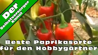 Beste Paprikasorte für den Hobbygärtner [upl. by Adialeda]