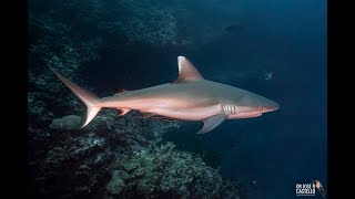 Grey reef shark Carcharhinus amblyrhynchos [upl. by Nie]