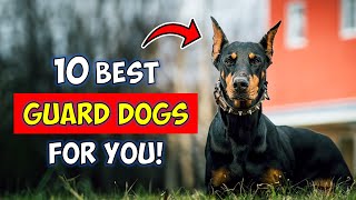 10 Best Guard Dog Breeds For FirstTime Owners [upl. by Ariak]