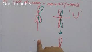 Biology Notes Isochromosome [upl. by Htezzil]