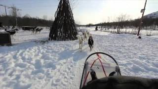 Husky Sledge Adventure in Kirkenes Norway [upl. by Llertnahs]