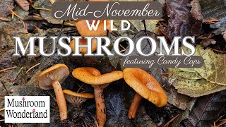 Wild Mushrooms Mid November Featuring Candy Caps [upl. by Litch254]