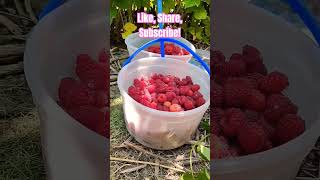 Picking Raspberries for Cheesecake Topping gardening homesteading berries [upl. by Malynda315]