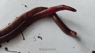 How earthworms mating  Reproduction in earthworms explained [upl. by Ruthe303]