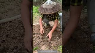 Use A FourPronged Hoe To Dig Earthworms For Feeding Ducks [upl. by Elleinad]