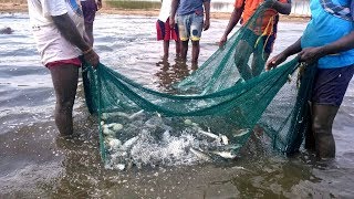 traditional net fishing in river tamilnadu fishermen [upl. by Heisel]