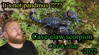 Cave claw scorpion  pandipalpus viatoris ex pandinus caveclaw pandinus [upl. by Chew]