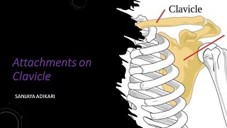 Attachments on clavicle [upl. by Harle282]