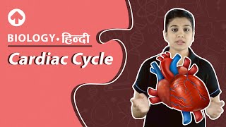 Cardiac Cycle  Biology  Hindi [upl. by Irakuy165]