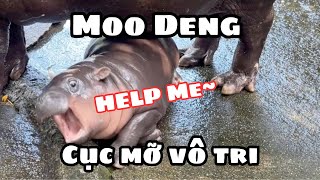 Moodeng cục mỡ vô tri  Giải thích meme [upl. by Jammie868]