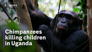 Chimps have killed or injured dozens of children in Uganda [upl. by Akinwahs]