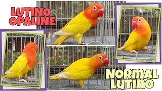 African Lovebirds Normal Lutino VS Lutino Opaline [upl. by Davidoff]