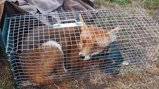 Capture de mon ami le renard mangeur de poules capture of my friend the chickeneating fox [upl. by Nanek]