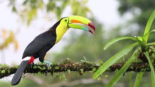 Keelbilled Toucan [upl. by Norraa]