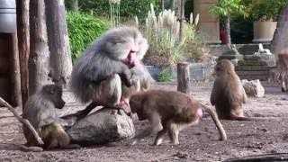 Dierenpark Amersfoort zoo [upl. by Kornher]