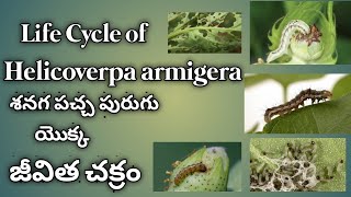 Life Cycle of Helicoverpaarmigera శనగ పచ్చ పురుగు యొక్క జీవిత చక్రం వాటి నివారణ చర్యలు [upl. by Semaj]