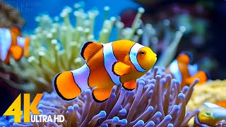 Aquarium 4K VIDEO ULTRA HD 🐠 Beautiful Coral Reef Fish  Relaxing Sleep Meditation Music 15 [upl. by Ignace]