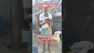 Farm visit 1 do subscribe1kviews morevews jathikollu kodipunju kodipattalukodipillalu sale [upl. by Sucramad]